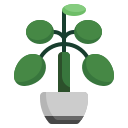 planta de dinero chino icon