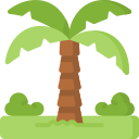 palmera