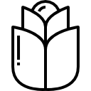 kohl 