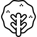 alface 
