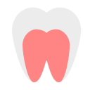 molar 