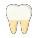 molar 