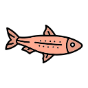 sardine 