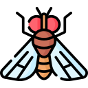 Fruit fly icon