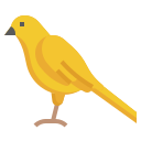 Canary 