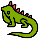 iguana