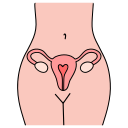 Uterus 