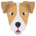 jack russell terrier 