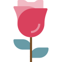 rosa icon