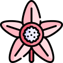 flor de tapioca icon