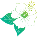 hibisco icon