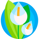 calla lily icon