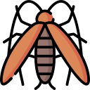 cucaracha