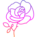 rosa