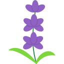 lavanda