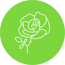 rosa