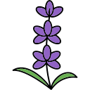 lavanda