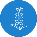 lavanda icon