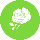 rosa icon