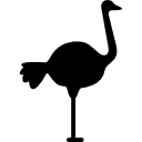 avestruz mirando a la derecha icon