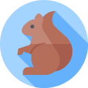 ardilla icon