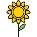 girasol