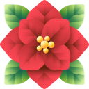 poinsettia 