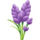 lavanda 