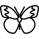 mariposa con alas grandes 