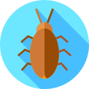 cucaracha