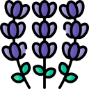 lavanda 