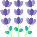 lavanda