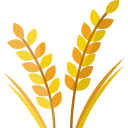 Растение пшеницы 