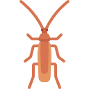 cucaracha icon