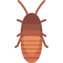 cucaracha silbante de madagascar 