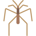 araña icon