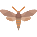 insecto icon