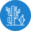 cactus icon