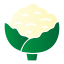 coliflor icon