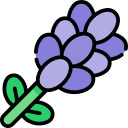 lavanda icon