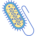 Bacteria 