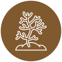 coral icon