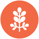 moringa icon