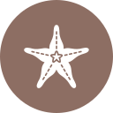 estrella de mar 