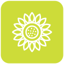 girasol