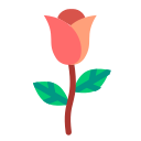 rosa icon