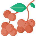 longan icon