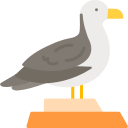 gaviota 