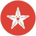 estrella de mar