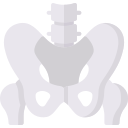 pelvis icon